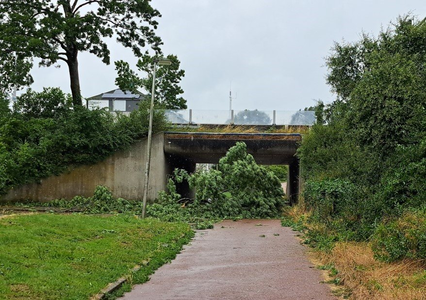 NOC-Poly- omgewaaide boom over het fietspad tunnel , Ommeland in de wijk Purmer zuid